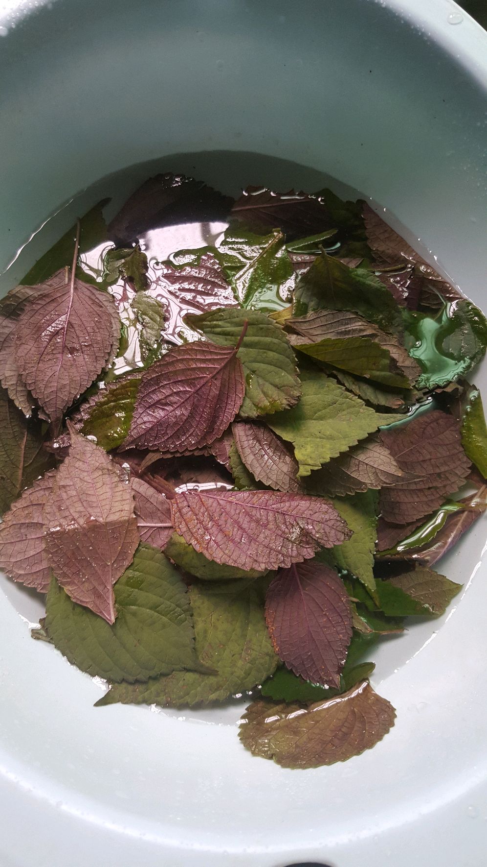 青花椒紫苏鱼