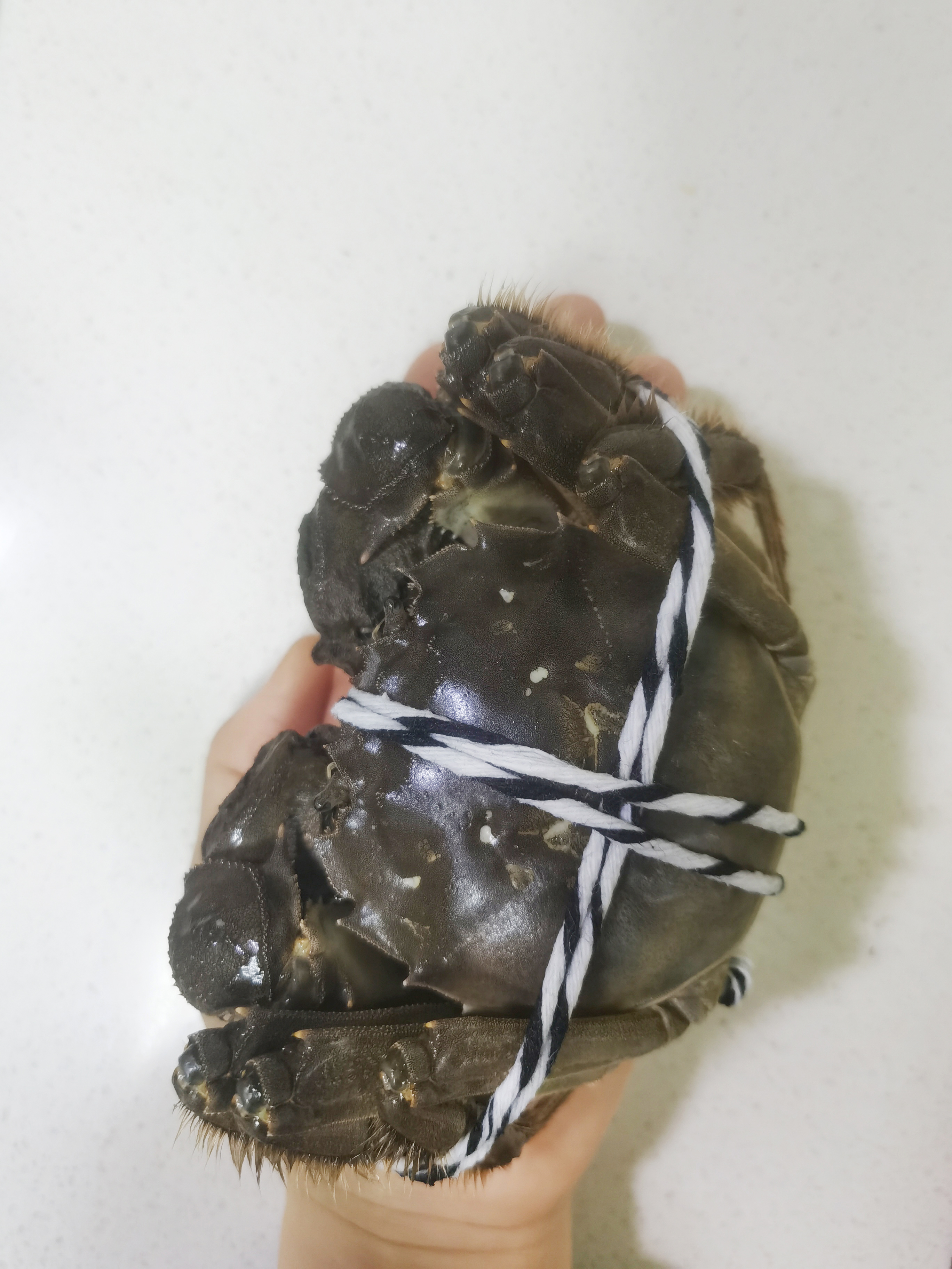 【清蒸阳澄湖大闸蟹】鲜美湖鲜季