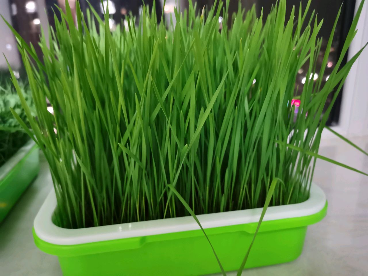 青汁小饼干
