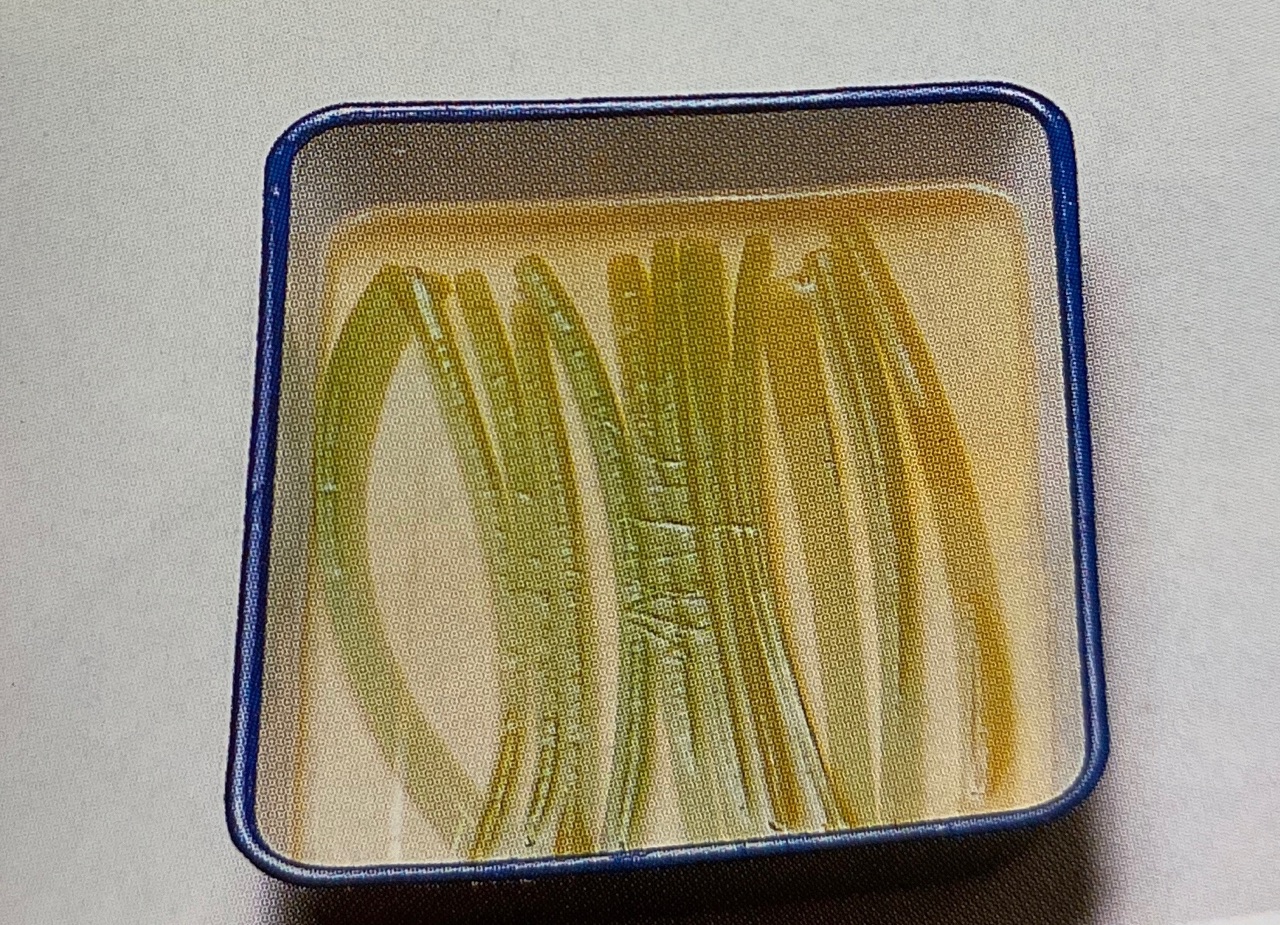 ふきの青煮