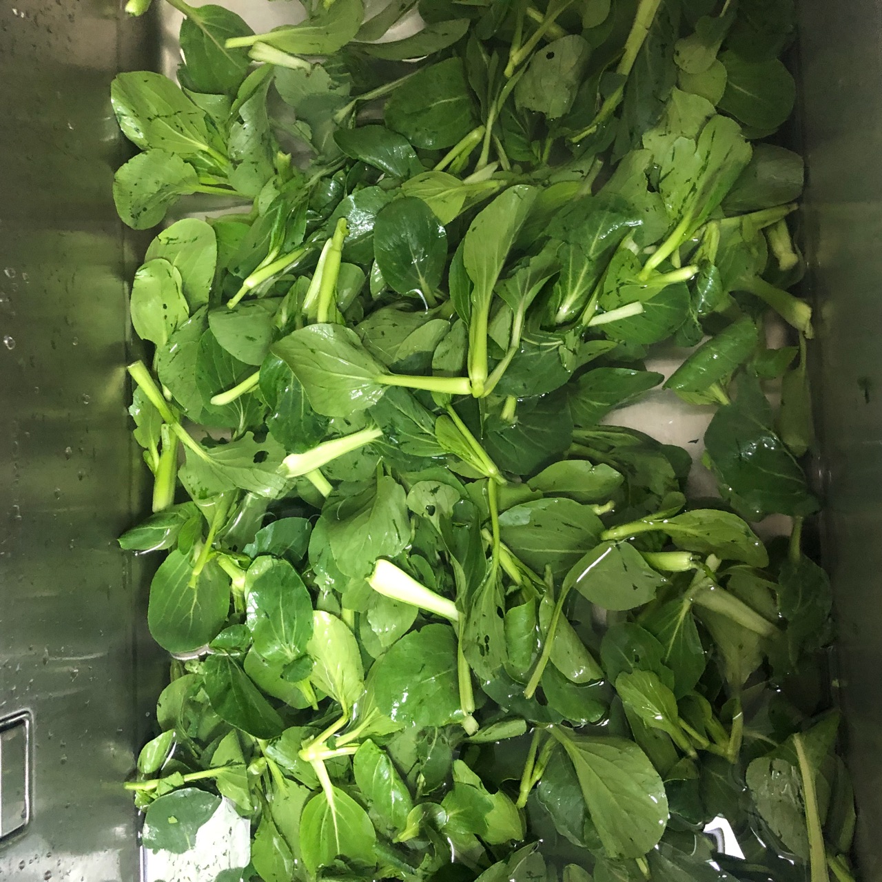 揉菜花（揉小青菜）