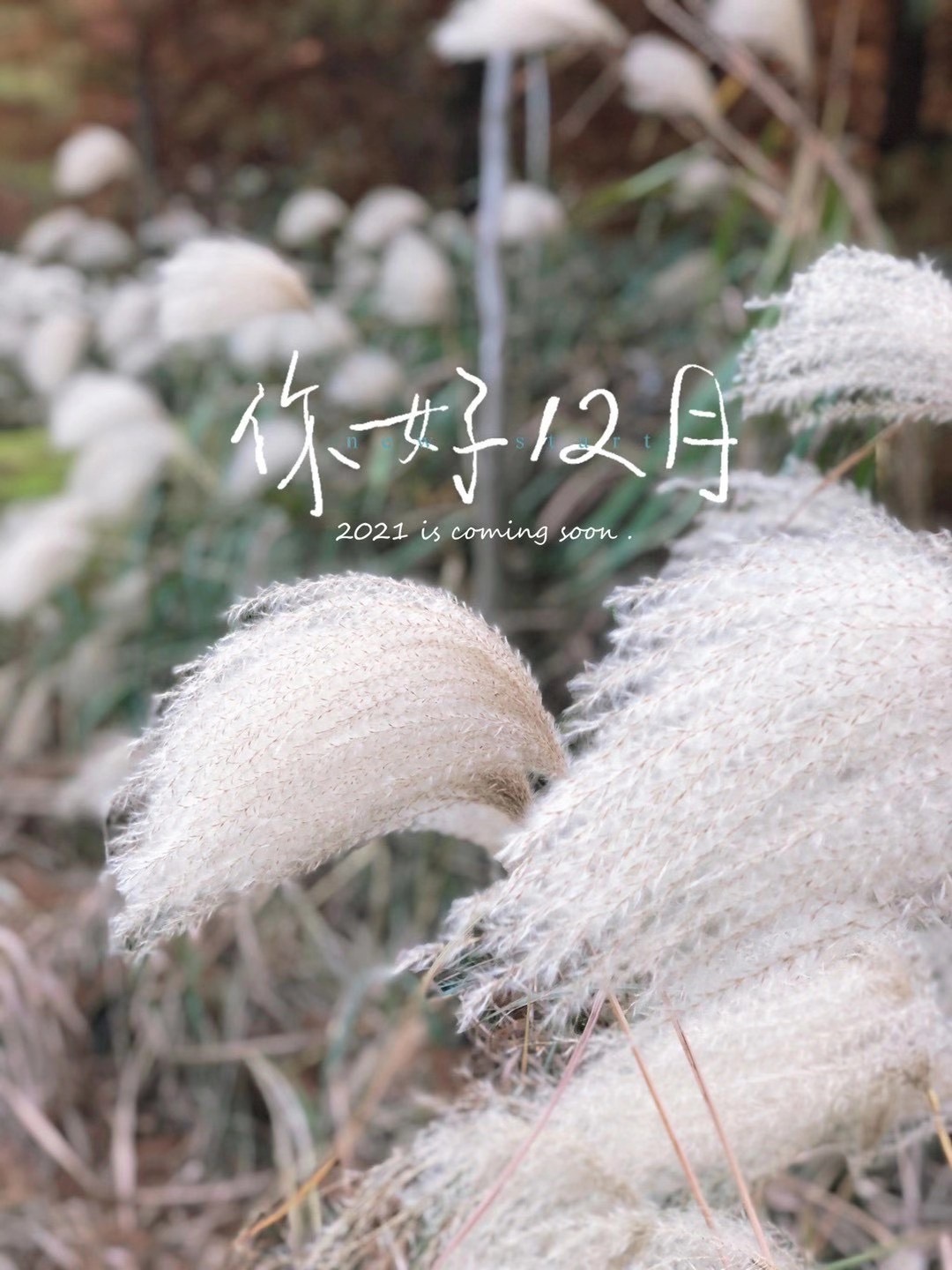 砂锅梅菜扣肉