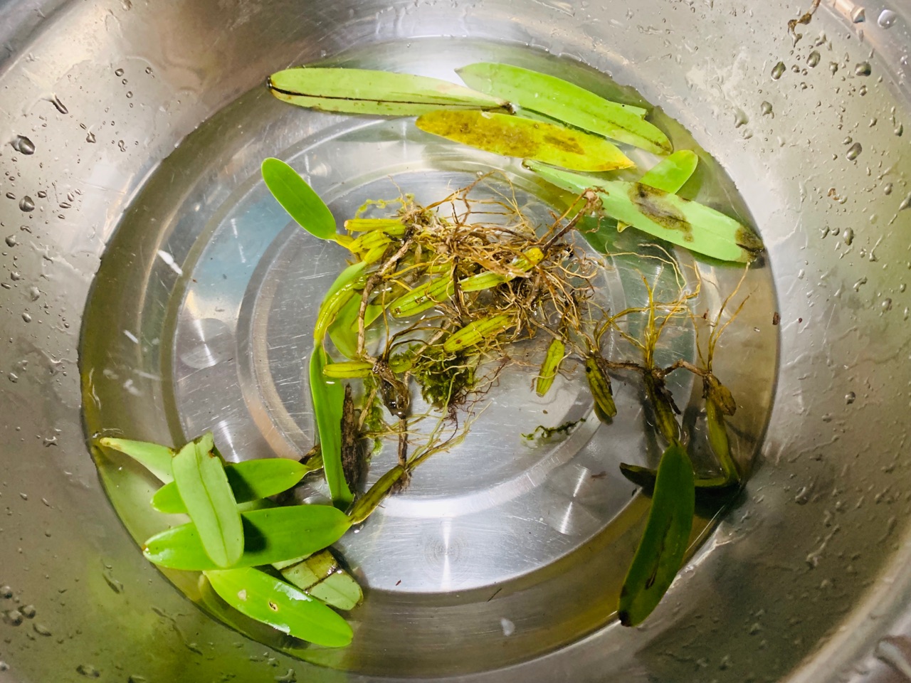 石橄榄炖小肠 鸭肉或排骨