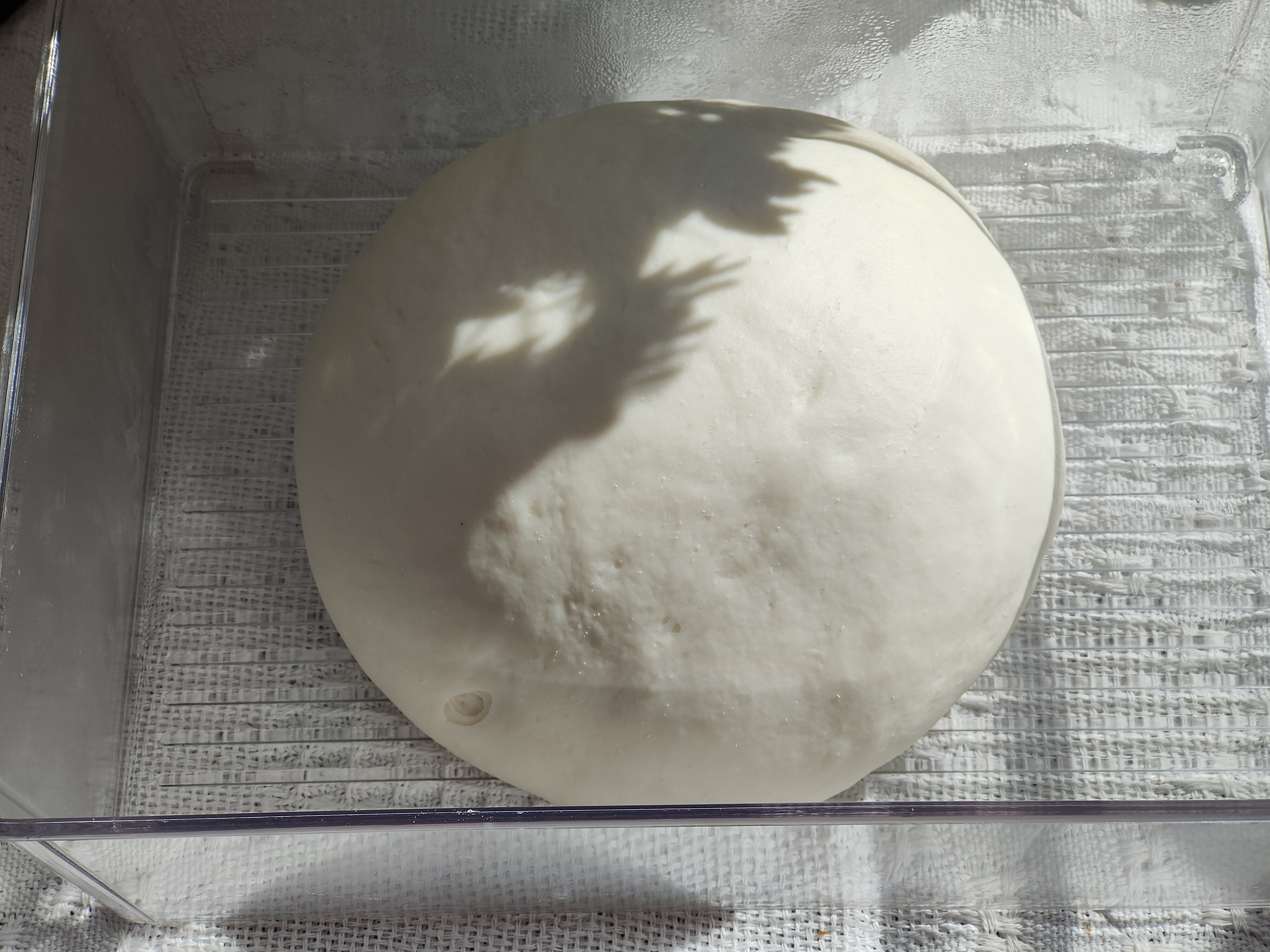 水煎包的家常做法︱色泽金黄饱满多汁