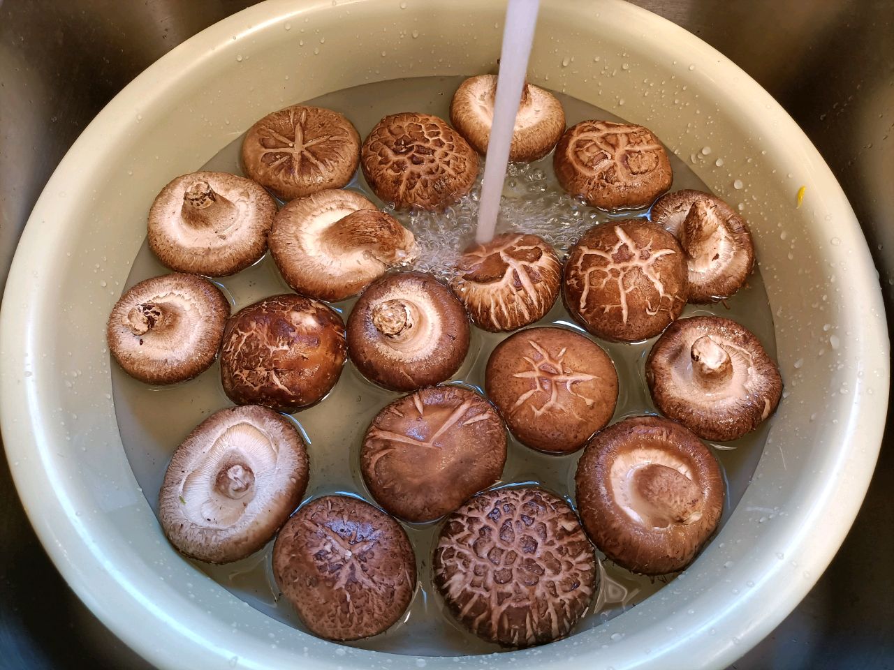 素鲍鱼