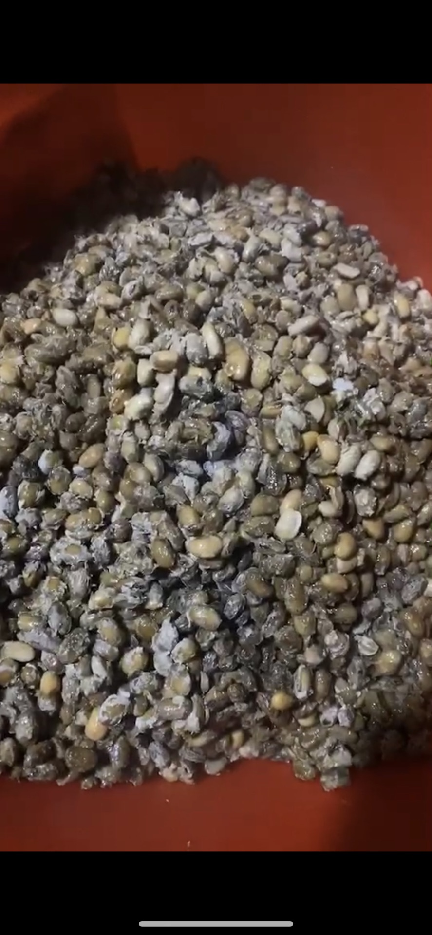 苏北酱豆（盐豆子）