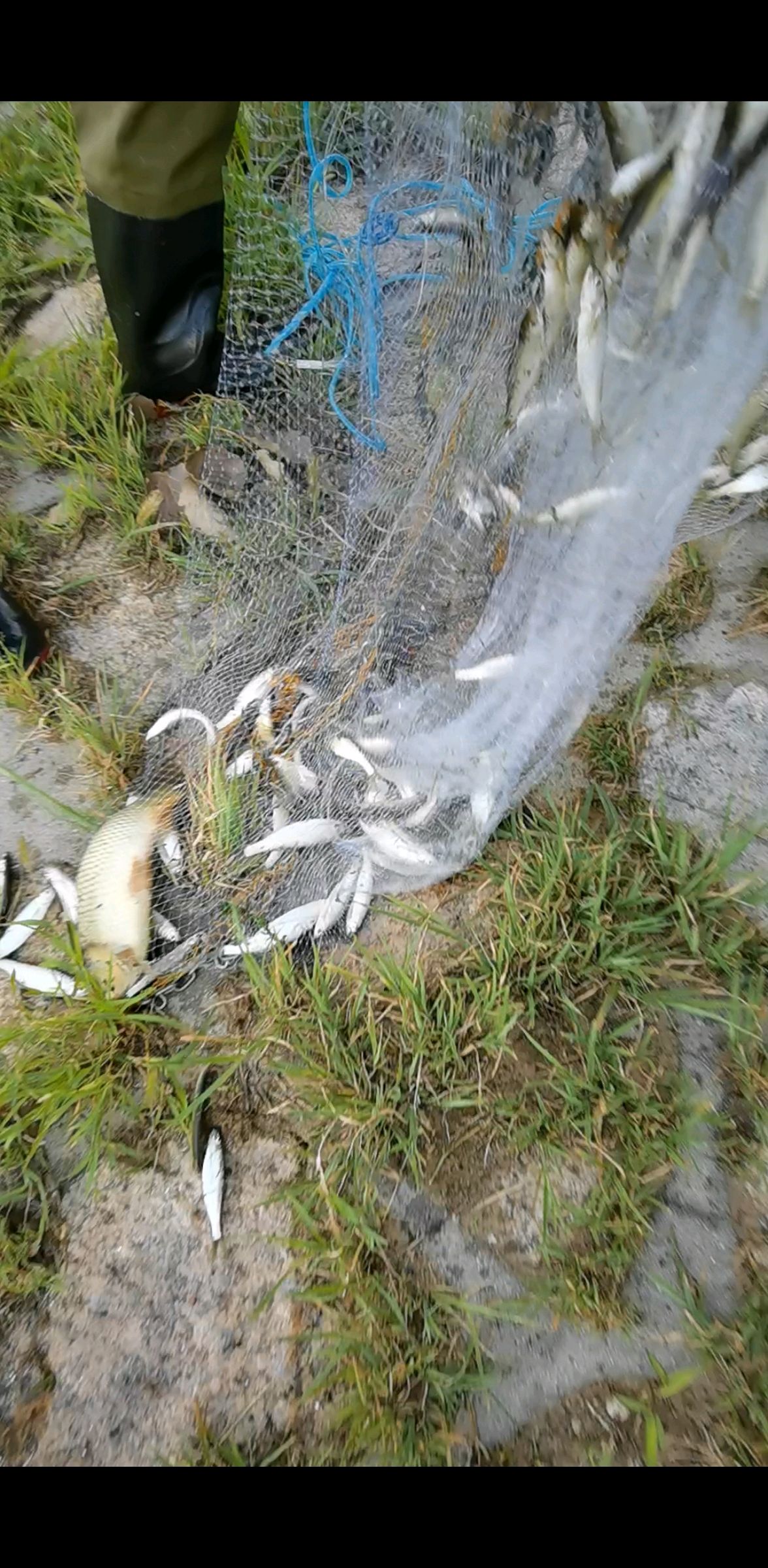 酥炸小鱼