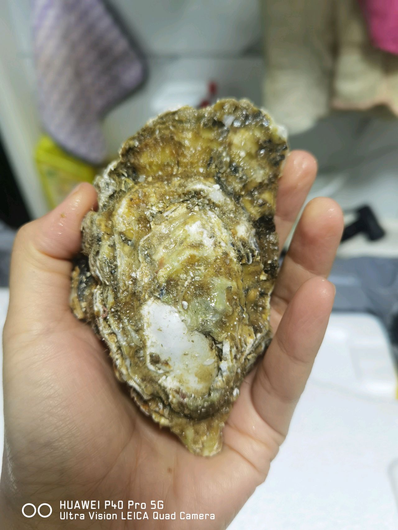 蒜蓉生蚝～烤箱烤生蚝