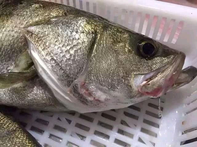 甜酒鱼
