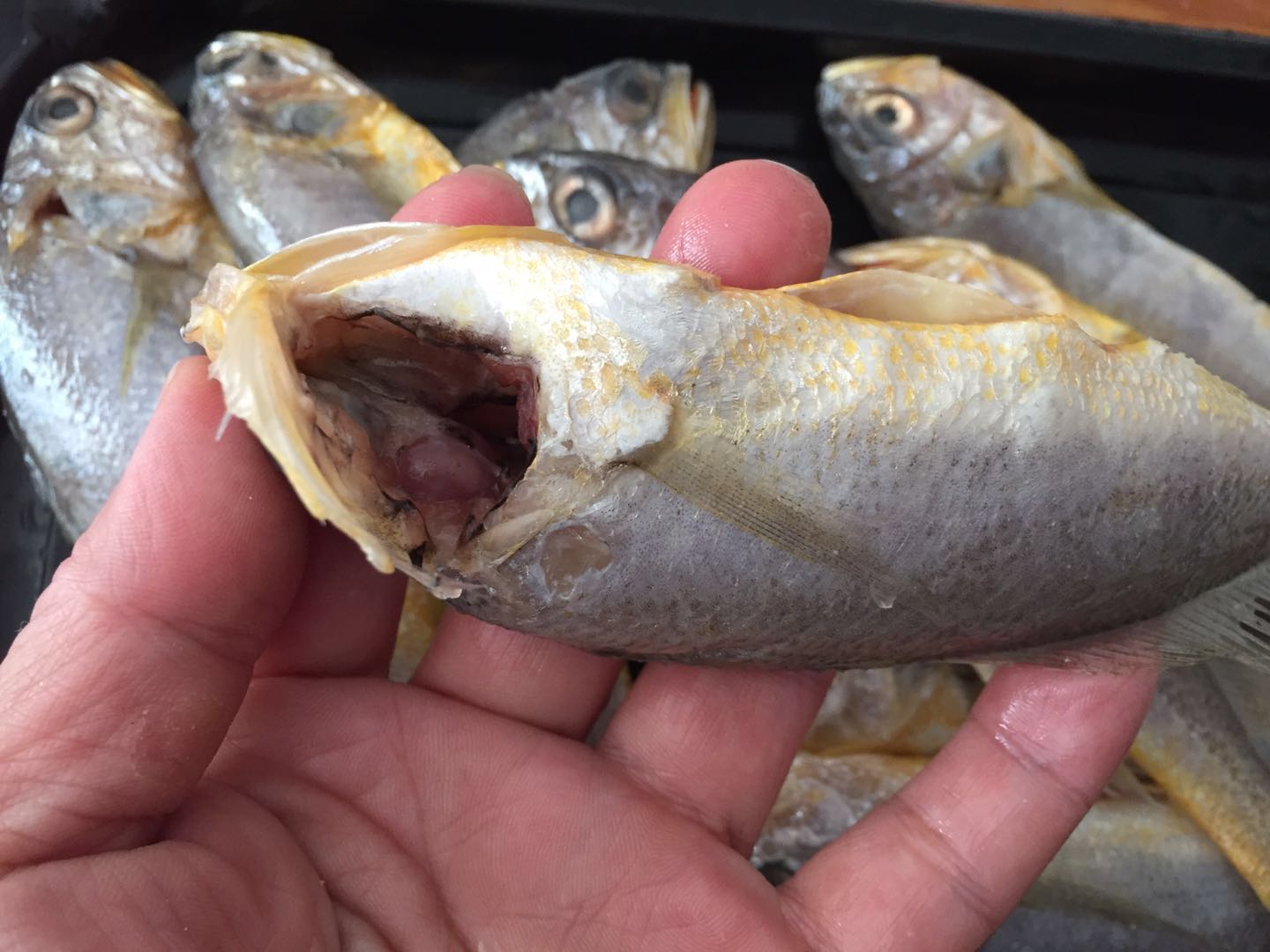 外酥里嫩—香煎椒盐小黄鱼