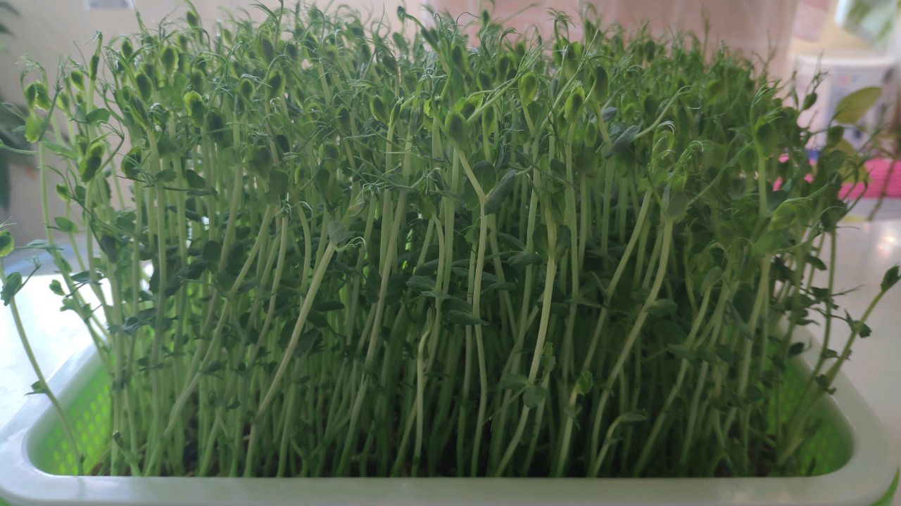 豌豆苗素合子