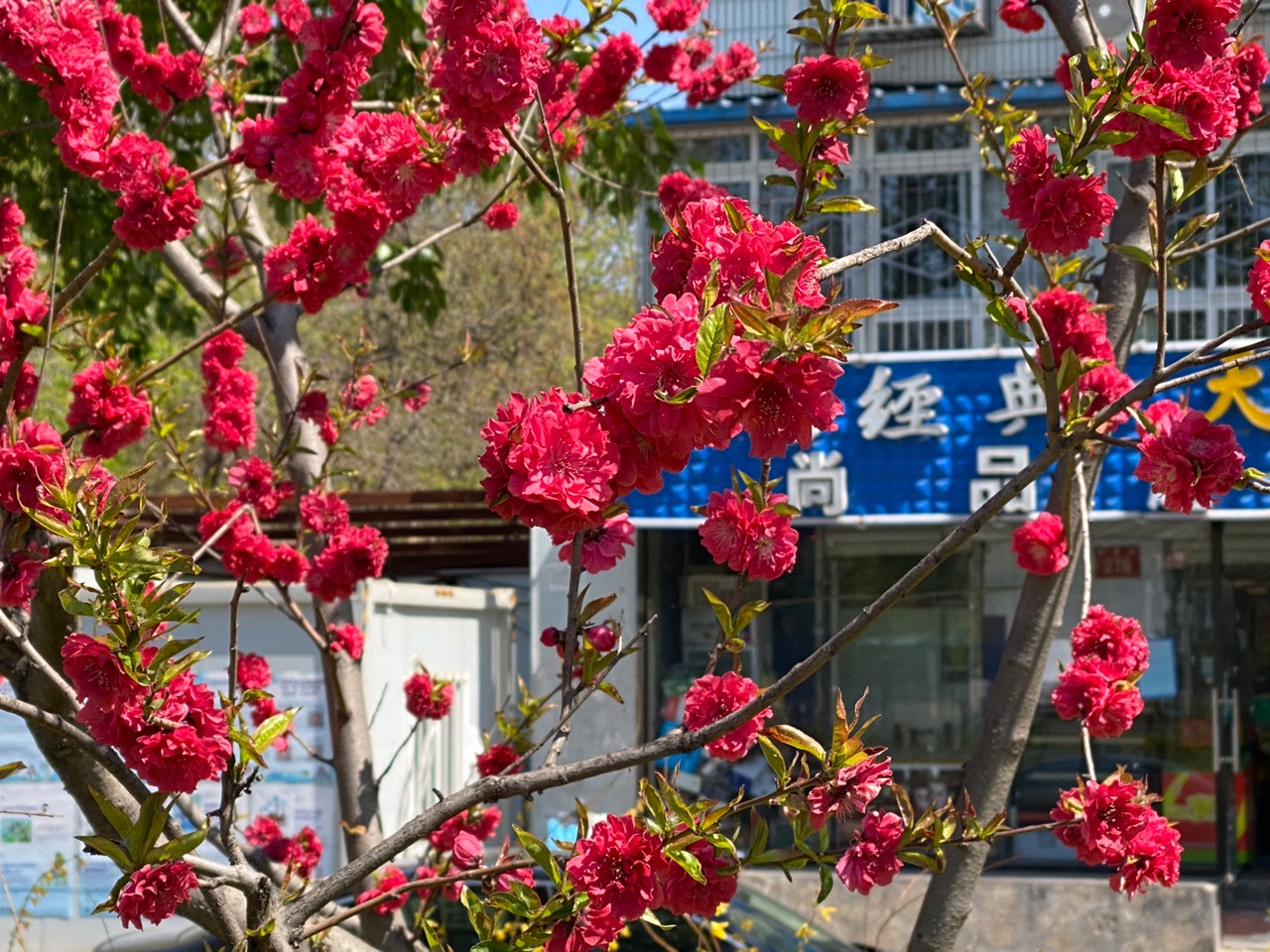 西红柿存草稿