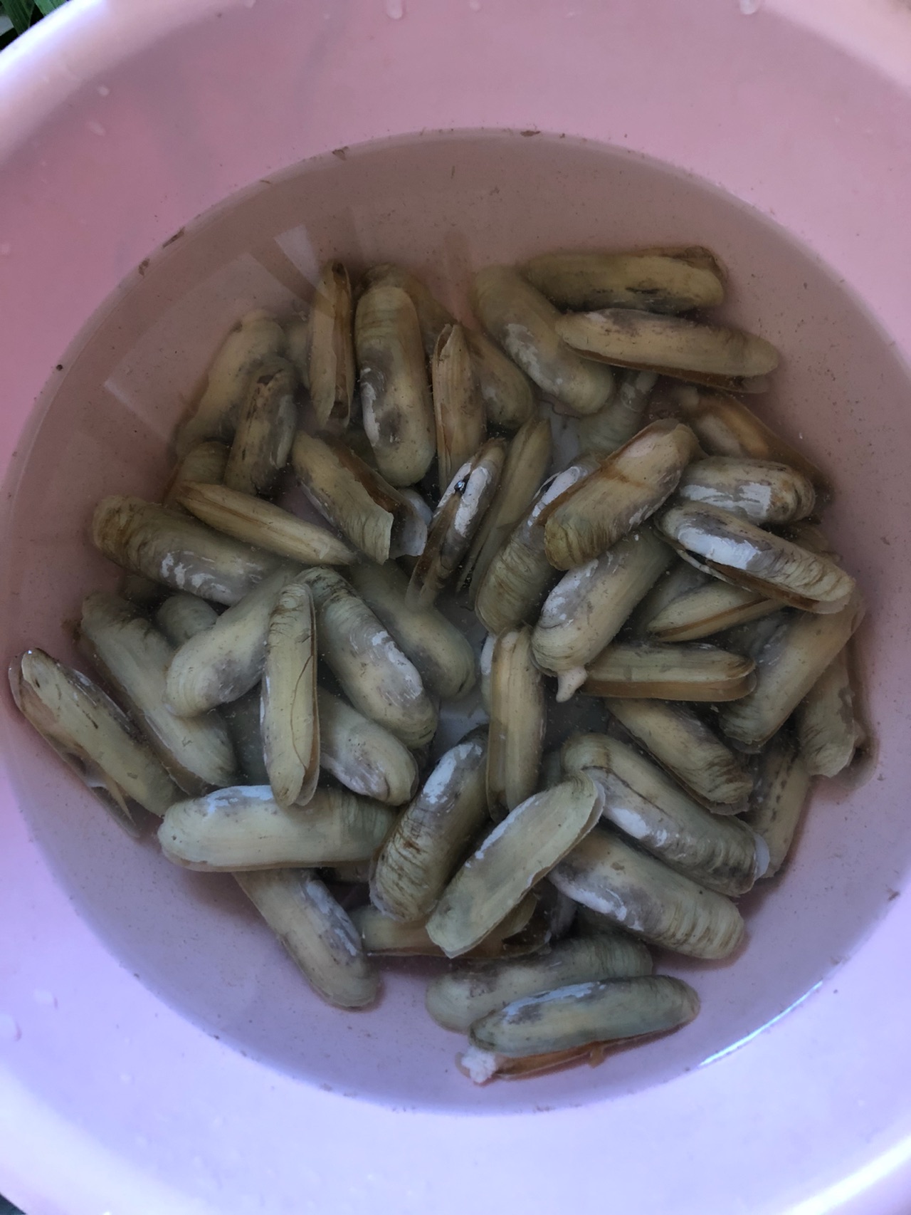 西芹炒蛏子