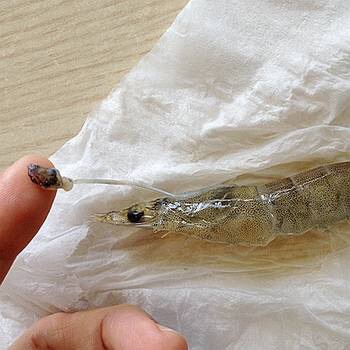 吸指油焖大虾