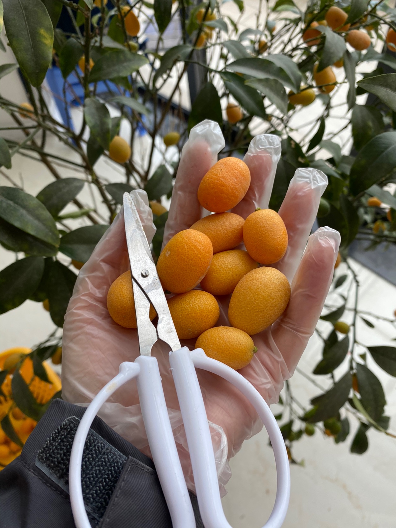 咸金桔