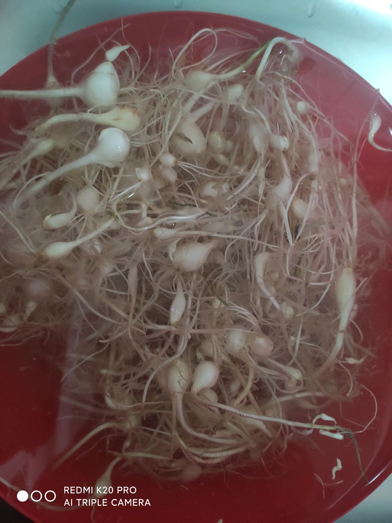 鲜族辣酱中国小根蒜