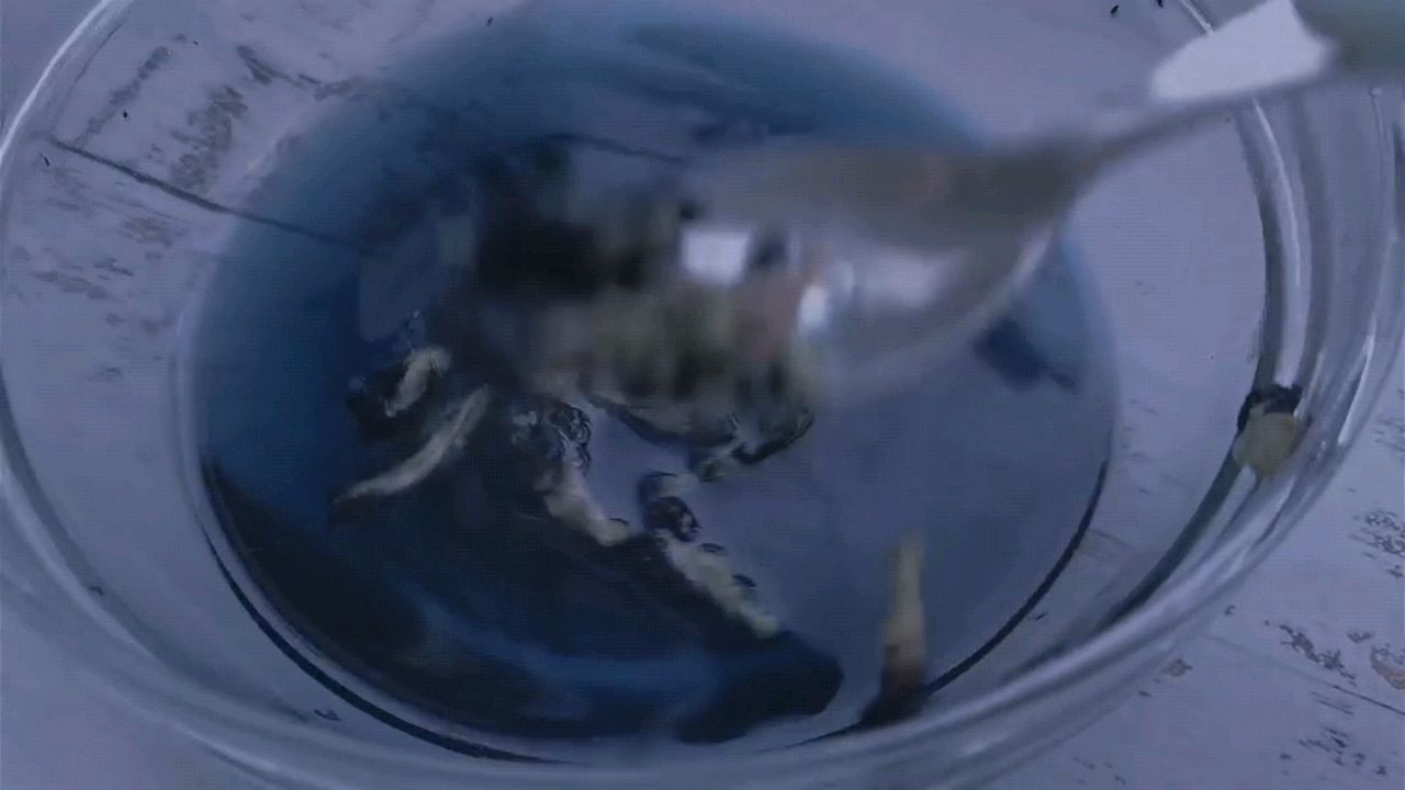 星空·银河羊羹