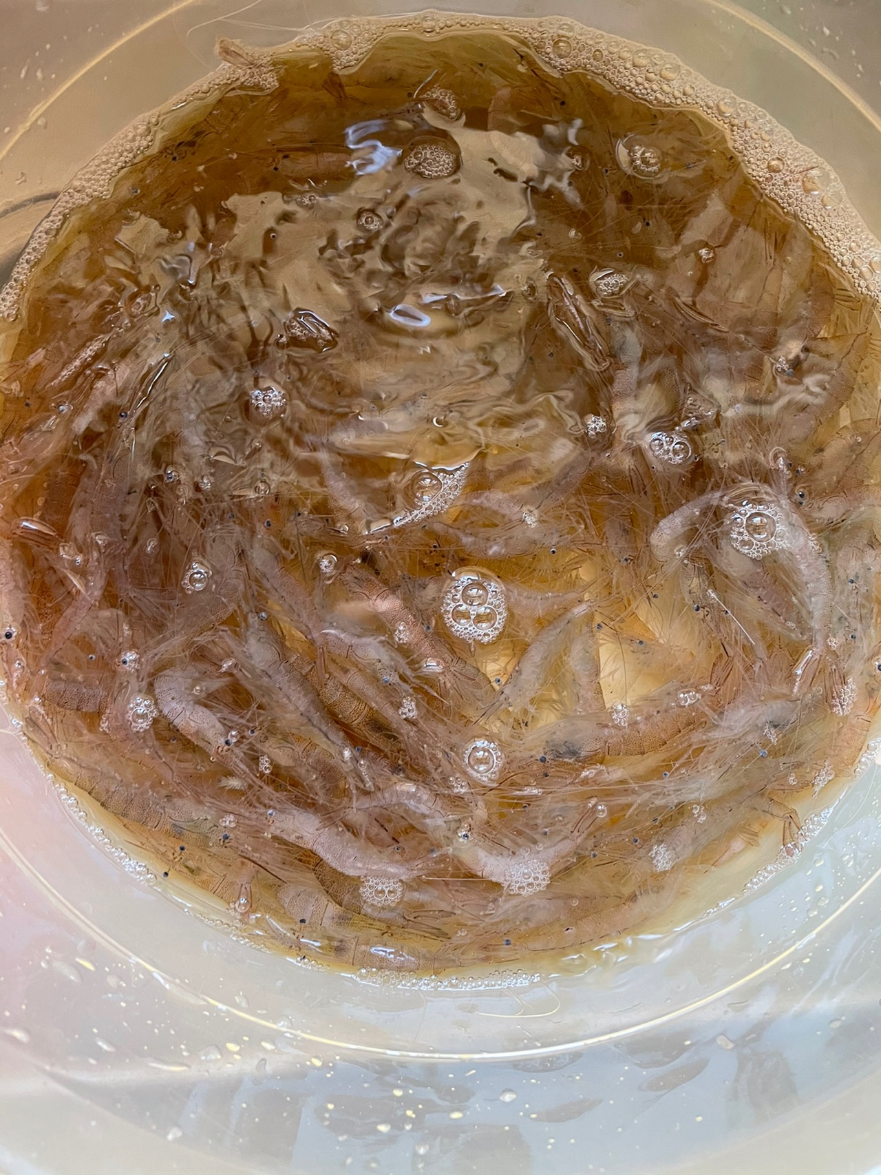 盐水江虾