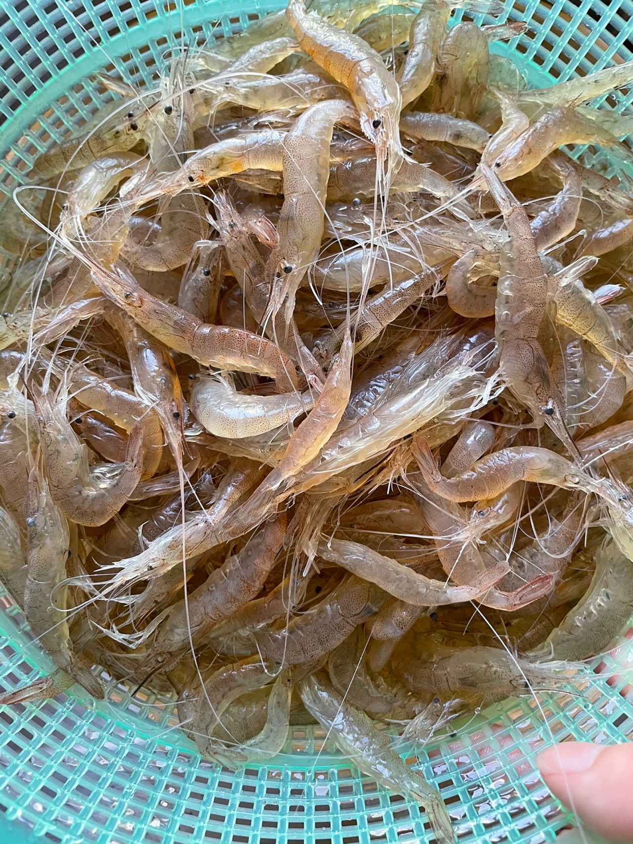 盐水江虾
