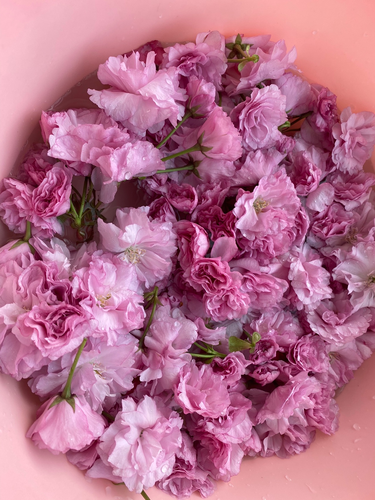 盐渍樱花