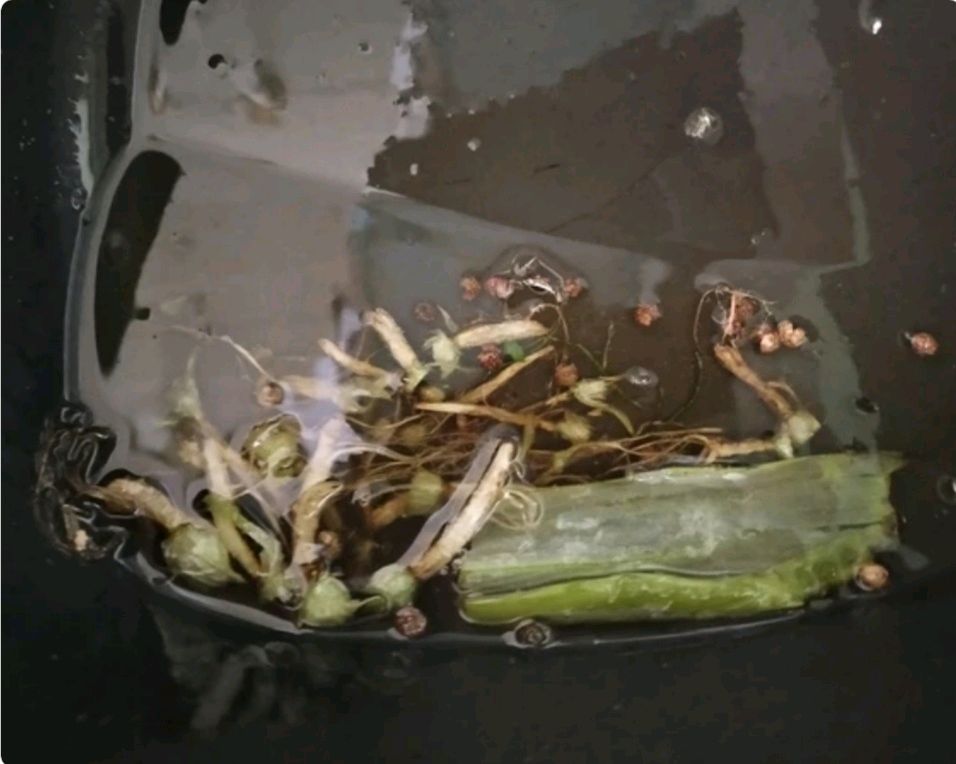 羊肉香菜馅水饺/羊肉丸子粉丝汤