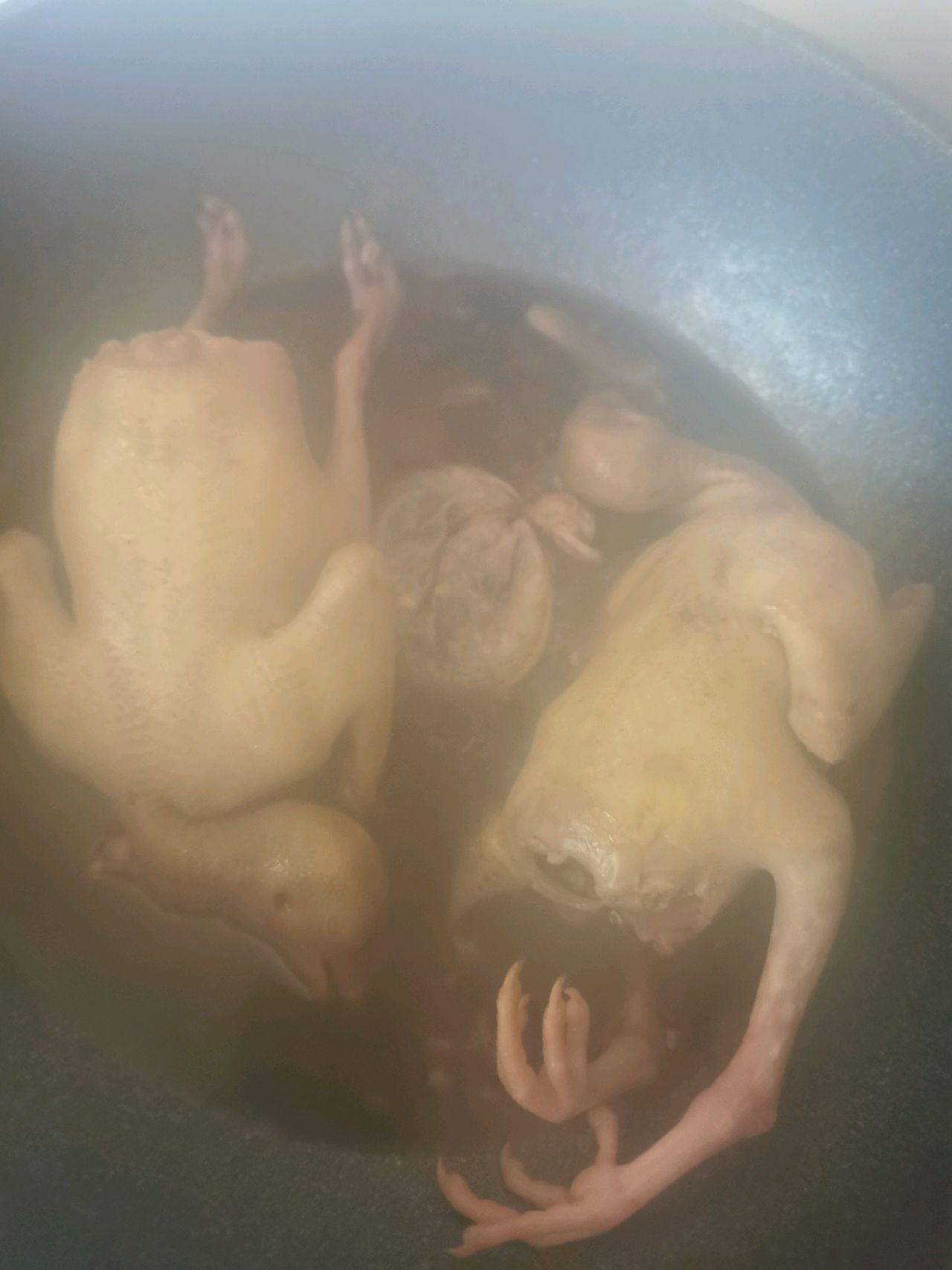 药善卤鸽子