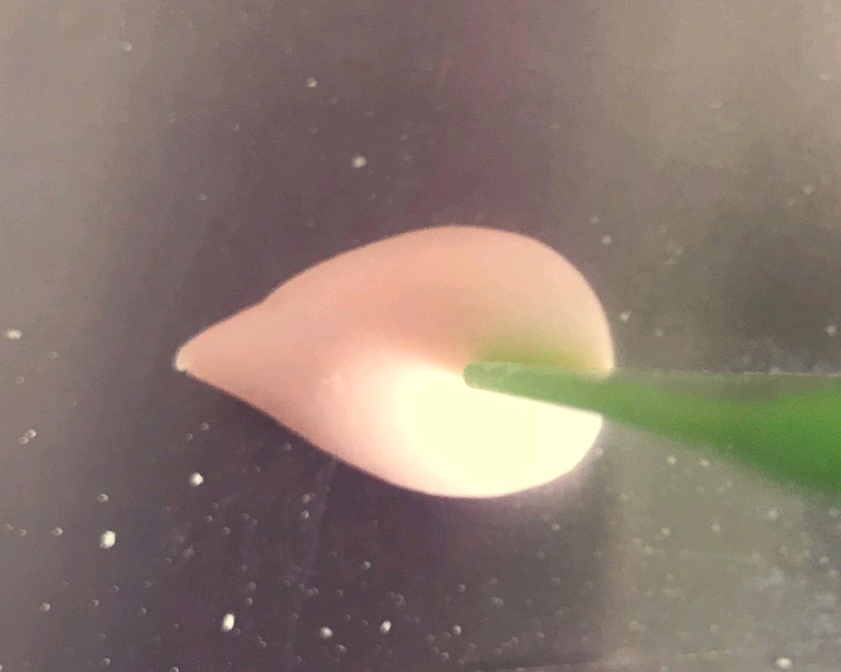 樱花馒头（粉色大揭秘）