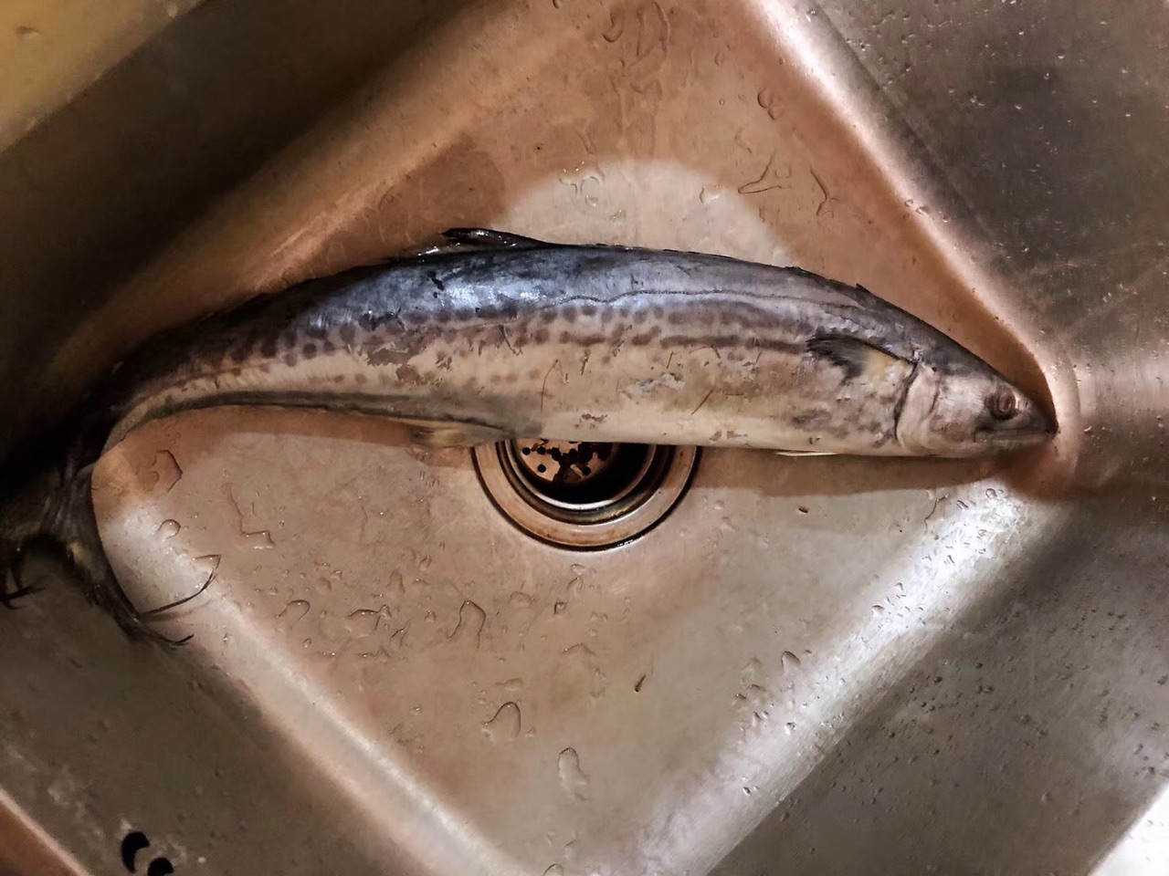 鱼肉卷