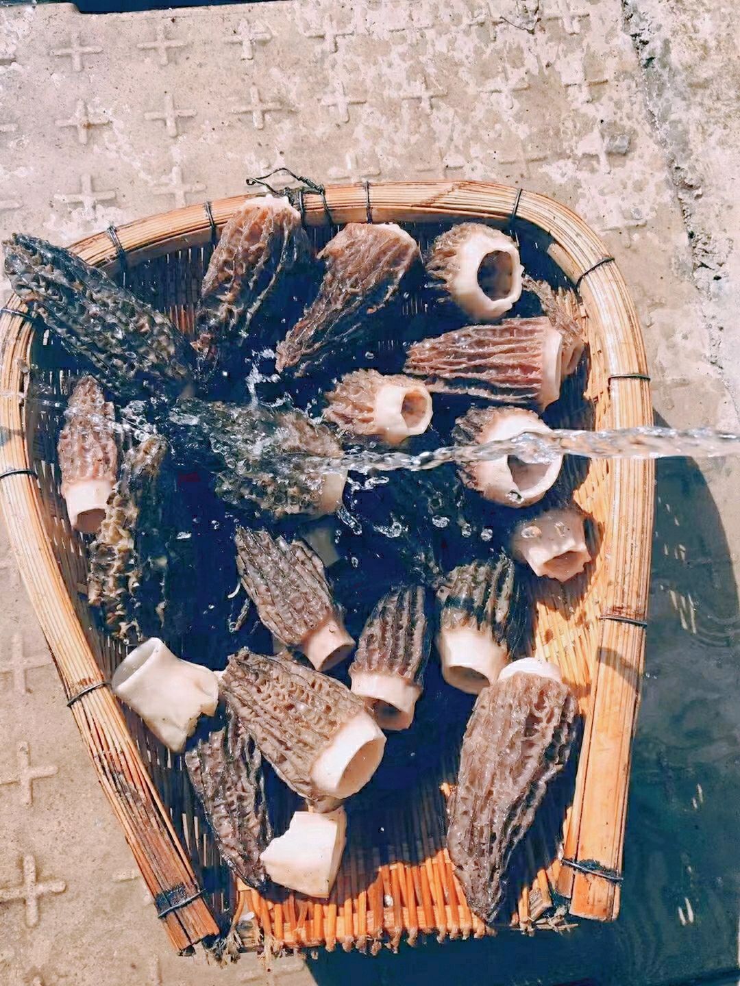云南野生菌宴席~肉酿羊肚菌