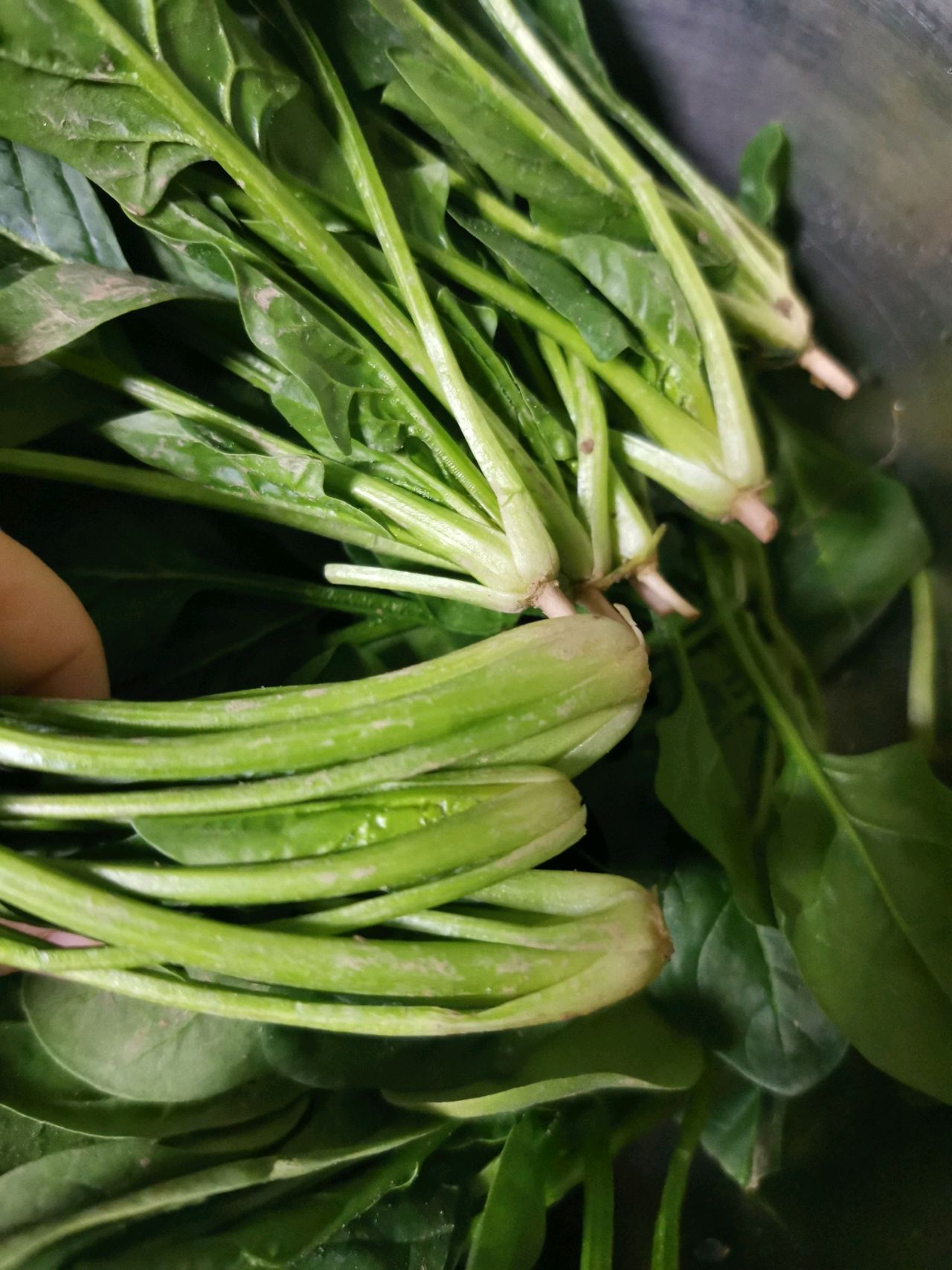 芝麻碎拌菠菜