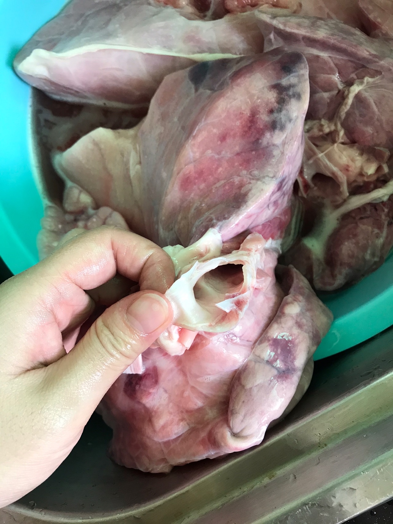 猪肺桑叶汤