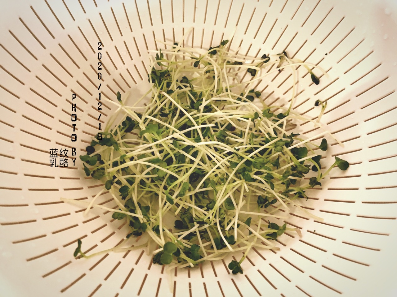 竹荚鱼豆苗散寿司