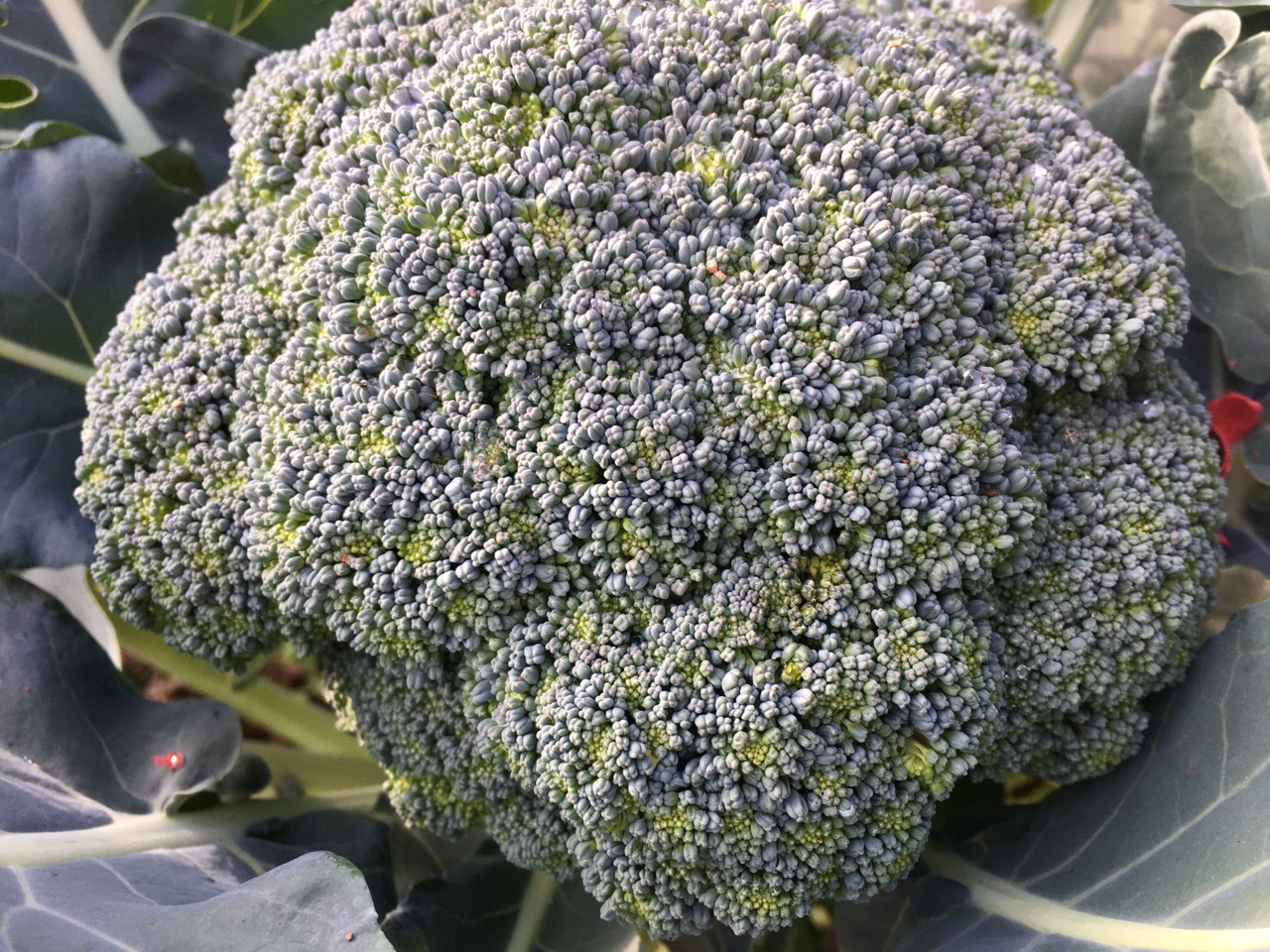 猪杂西蓝花宝宝粥