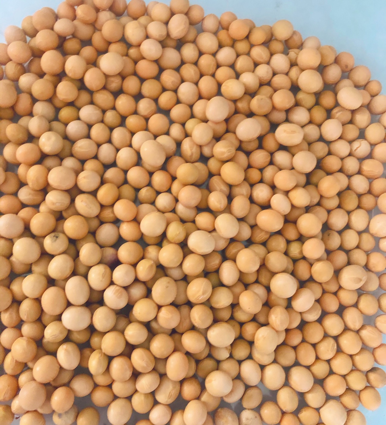 自制黄豆粉