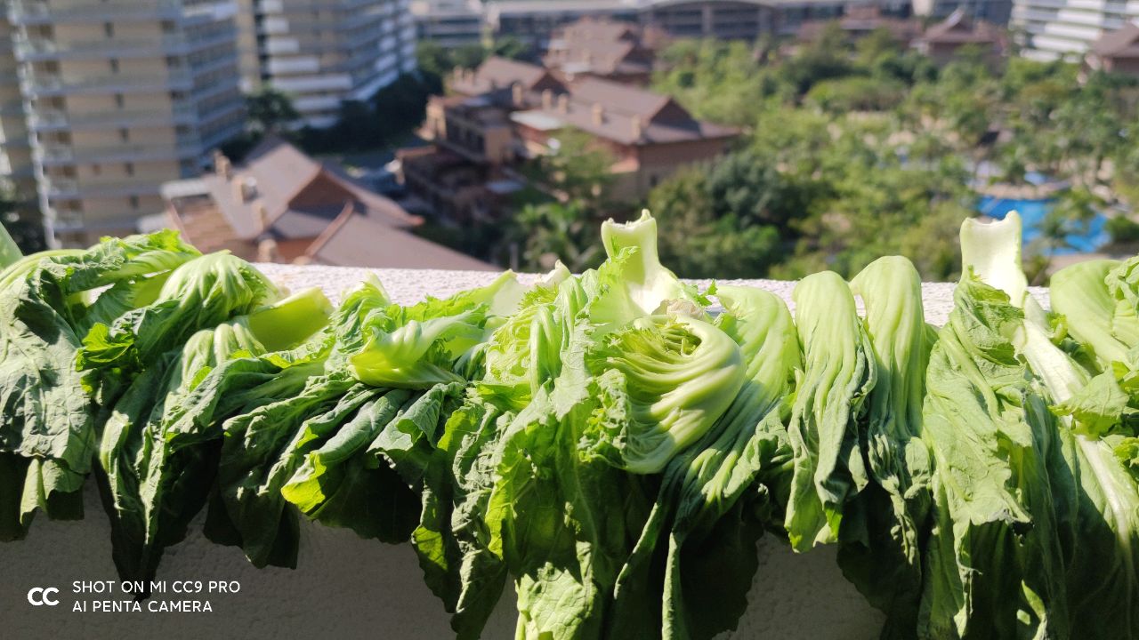 自制酸菜