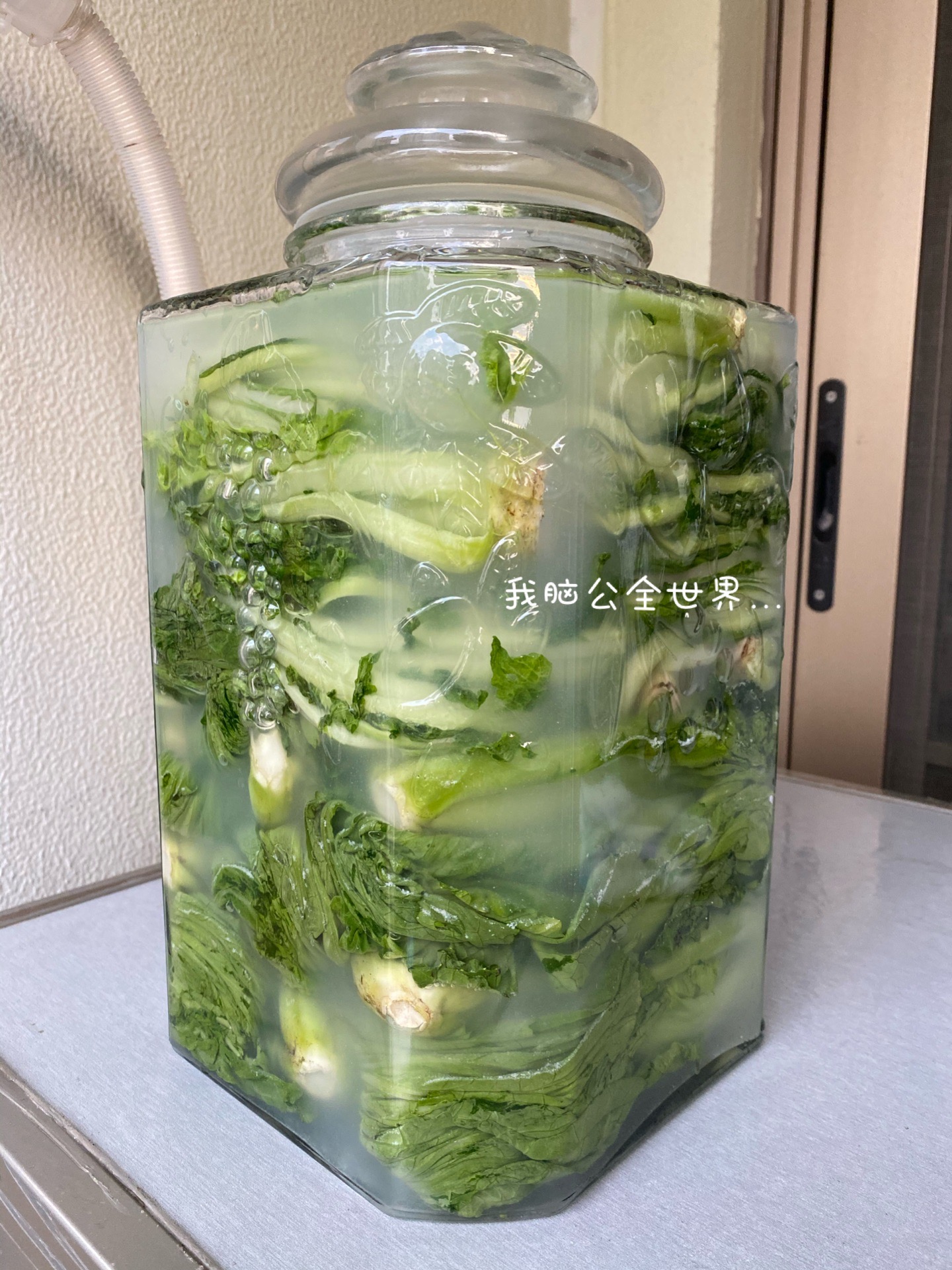 自制酸菜-零难度零失败