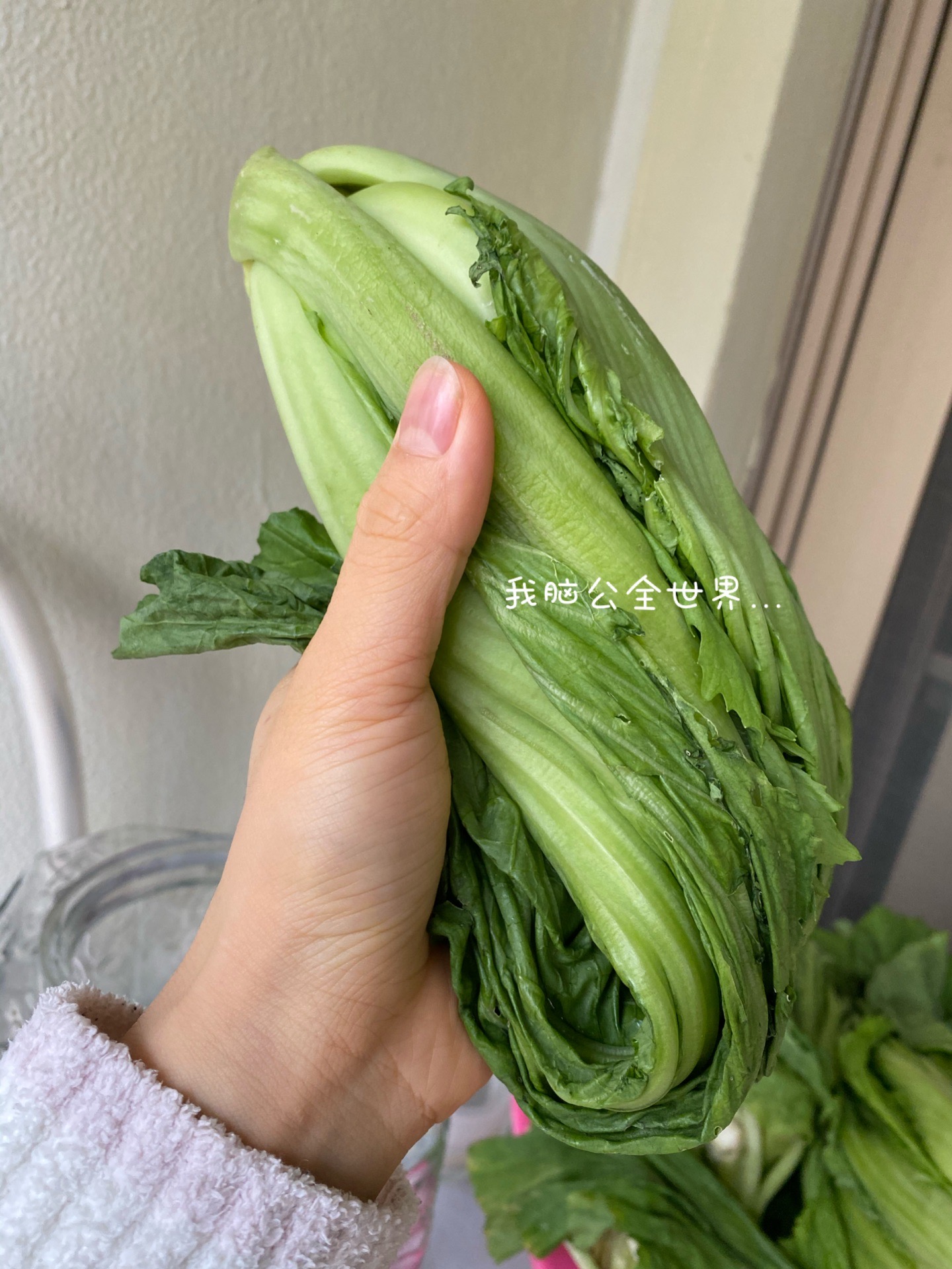 自制酸菜-零难度零失败